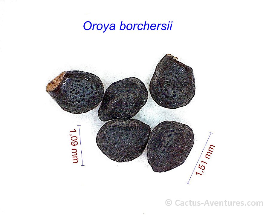 Oroya borchersii